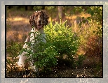 wierki, Pies, ka, Las, Springer spaniel angielski, Drzewka, Kwiaty